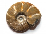 Valdedorsella sp., Дагестан