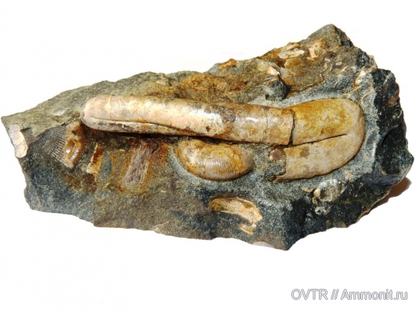 аммониты, мел, гетероморфные аммониты, апт, Ammonites, Ptychoceras, Phylloceras, Северный Кавказ, Aptian, Cretaceous