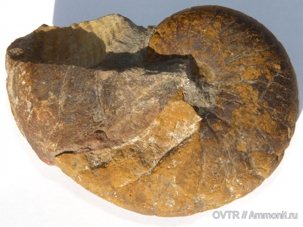 юра, наутилусы, Cenoceras, байос, Карачаево-Черкессия, Nautiloidea, Северный Кавказ, Leptosphinctes, Bajocian