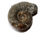 Stephanoceras sp., байос, Дагестан