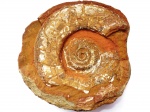 Макроконх Leptosphinctes sp. 17cм с устьем