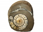 Полированная половинка Costidiscus