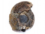 Syngastrioceras ukrainicum (?)