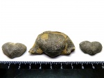 Kutorginella mosquensis