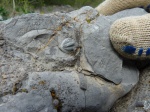 Пигидий трилобита Phillipsia sp. (?)