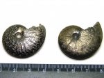 Красавчики Pseudosaynella sp.