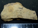 Annularia sp. изолированная мутовка