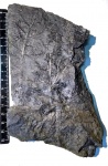 Alethopteris "Китайский лес"