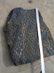 Большой отпечаток Lepidodendron