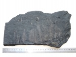 Вайя Alethopteris lonchitica и Trigonocarpus