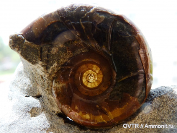 нижний мел, апт, Eogaudryceras, Кавказ, аммонителла, Aptian, Lower Cretaceous