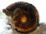 Солнечный  Eogaudryceras