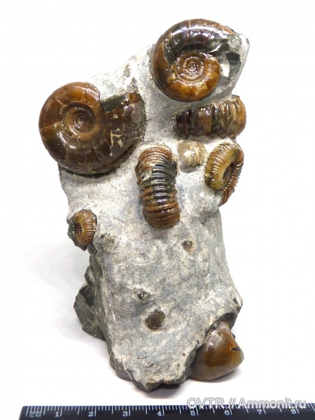 аммониты, мел, Bathrotomaria, лопатоногие моллюски, апт, Ammonites, Colombiceras, Eogaudryceras, Zuercherella, Кавказ, Aptian, Cretaceous