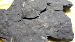 Семязачаток Alethopteris sp.