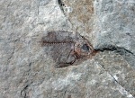 Caproidae (?) c Пшехи