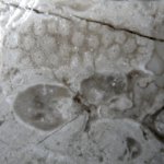 колония кораллов Petalaxis stylaxis (добавил контраст)