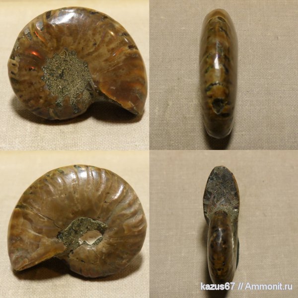 Cleoniceras