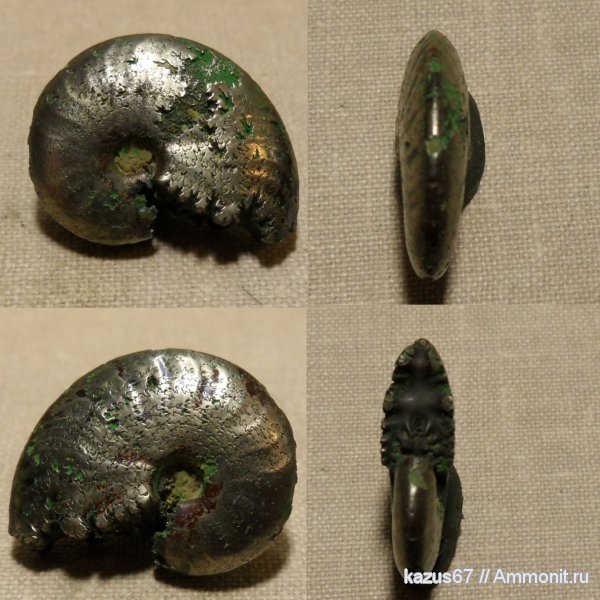 Pseudosaynella