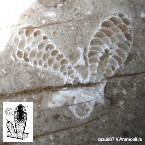 окаменелости, ?, Fossils
