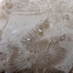 коралл Placosmilia?