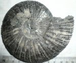 Virgatites virgatus.