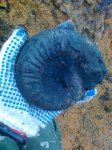 Dorsoplanites serus.