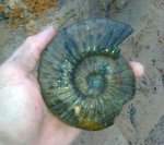 Virgatites virgatus
