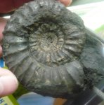Аммонит Dorsoplanites dorsoplanus.
