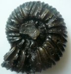 V. Pallasianus.