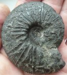 Virgatites Gerassimovi.