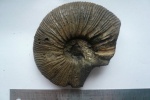 Virgatites gerassimovi 1.