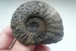 Virgatites gerassimovi 2a.