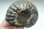 Virgatites gerassimovi 2b.