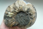 Virgatites gerassimovi 3.