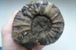 Virgatites pallasianus из подзоны Virgatites gerassimovi.