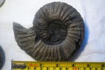 Virgatites virgatus.