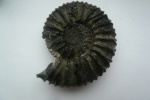 Virgatites pallasianus.