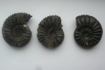 Полиморфизм v. pallasianus