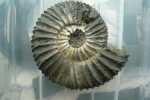 Virgatites pallasianus