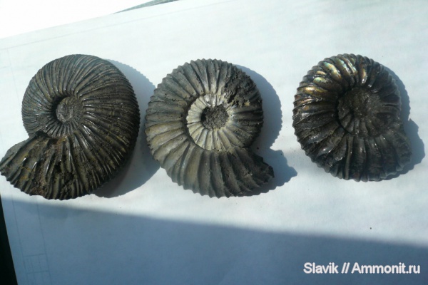 аммониты, юра, Virgatites, Еганово, Virgatites virgatus, Virgatites pallasianus, Ammonites, Jurassic