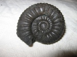 Dorsoplanites cf. panderi