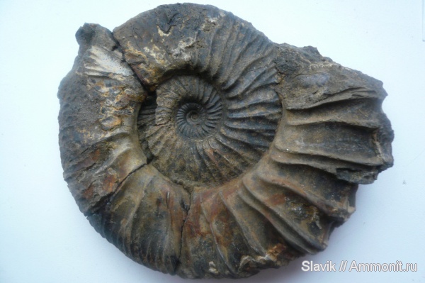 аммониты, юра, Москворечье, Zaraiskites, Zaraiskites michalskii, Ammonites, Jurassic