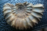 Pavlovia.
