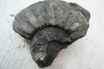 Virgatites gerassimovi