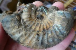 фрагмент Dorsoplanites panderi