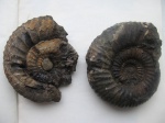 Аммониты Dorsoplanites panderi.