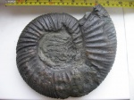Virgatites cf. rosanovi