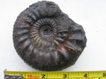 Dorsoplanites dorsoplanus 1.