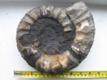 Крупный Dorsoplanites dorsoplanus.