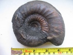Крупный Dorsoplanites panderi